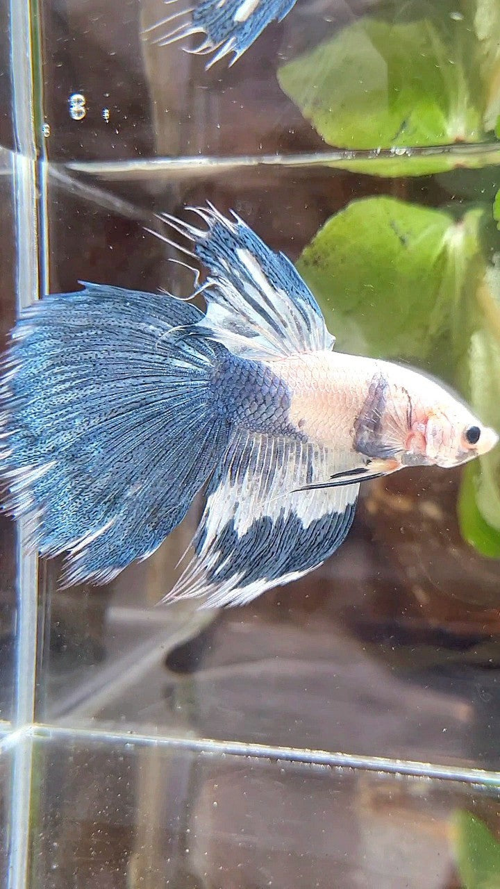 HALFSUN WHITE BLUE MARBLE PATTERN BETTA FISH