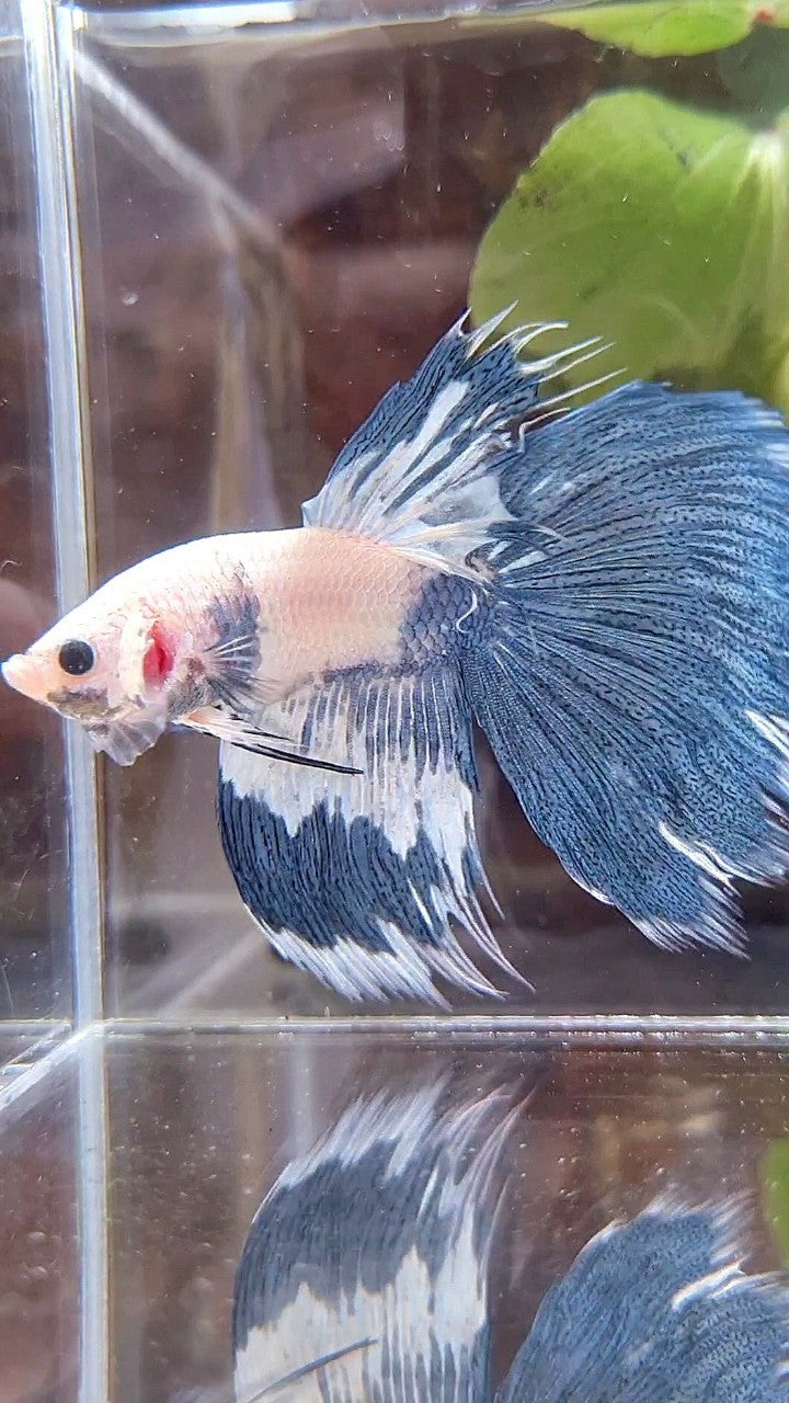 HALFSUN WHITE BLUE MARBLE PATTERN BETTA FISH