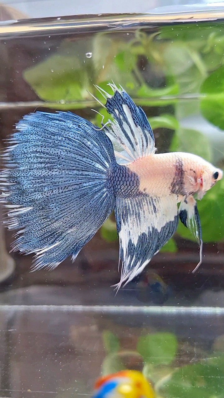 HALFSUN WHITE BLUE MARBLE PATTERN BETTA FISH