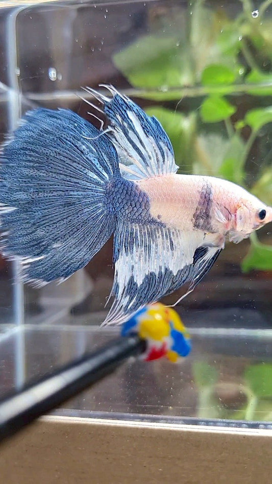 HALFSUN WHITE BLUE MARBLE PATTERN BETTA FISH