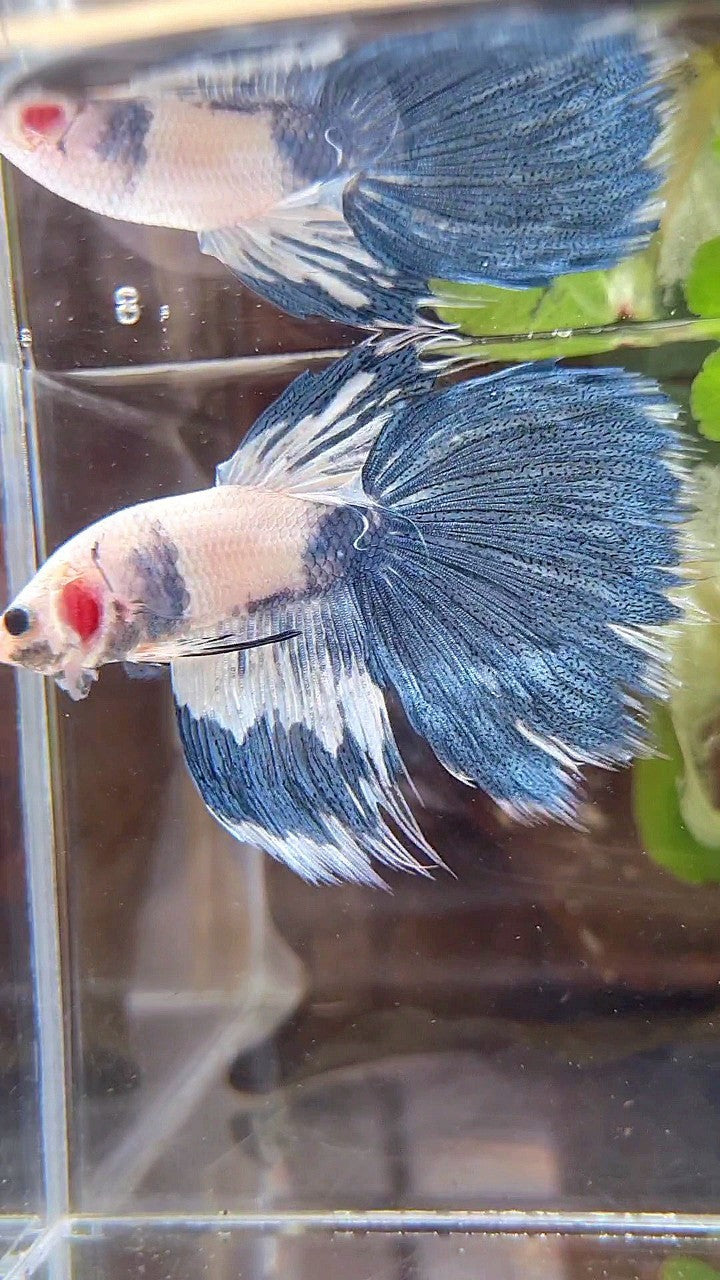 HALFSUN WHITE BLUE MARBLE PATTERN BETTA FISH