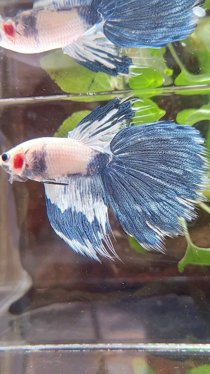 HALFSUN WHITE BLUE MARBLE PATTERN BETTA FISH
