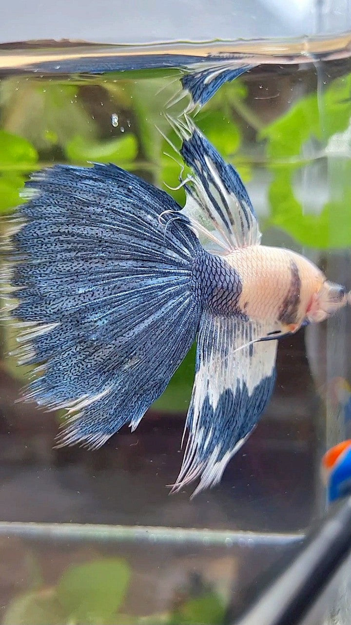 HALFSUN WHITE BLUE MARBLE PATTERN BETTA FISH