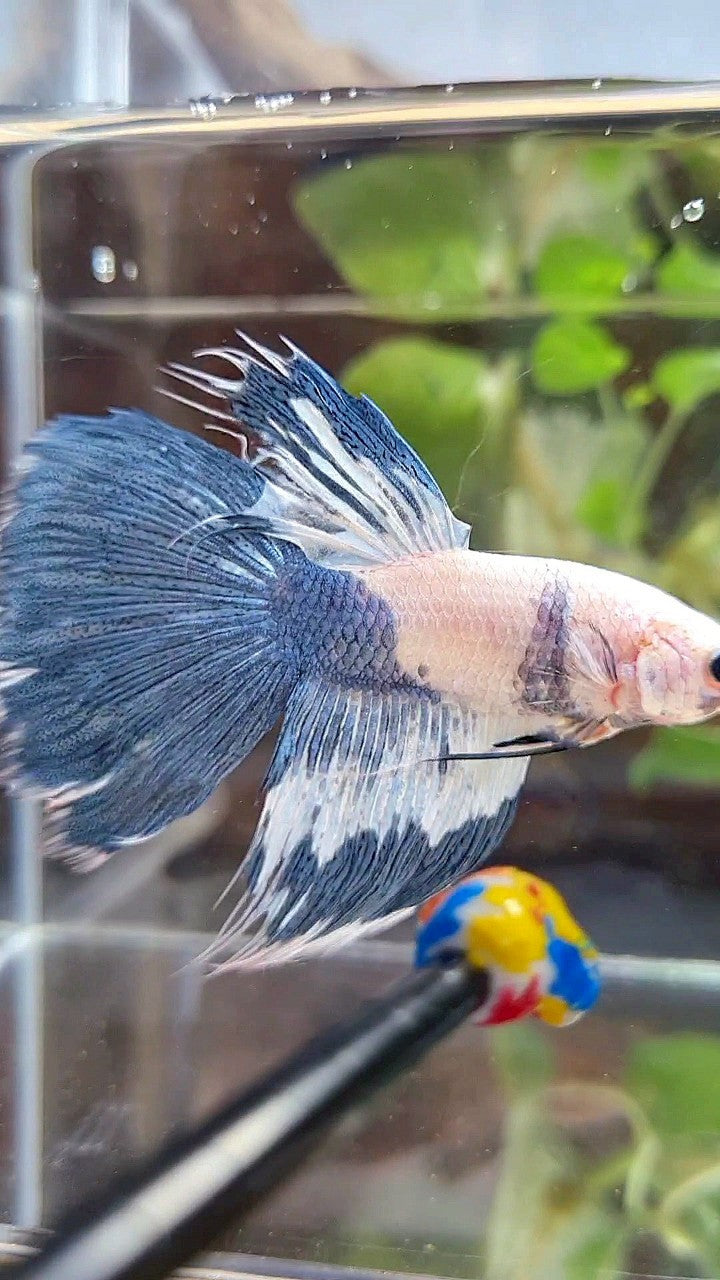 HALFSUN WHITE BLUE MARBLE PATTERN BETTA FISH