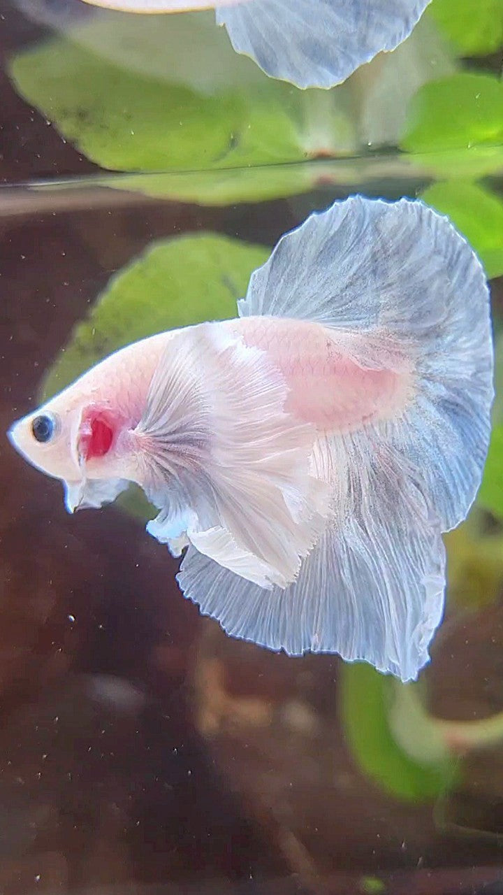 HMPK SUPER DUMBO EAR BLUE LIGHT GRIZZLE BETTA FISH