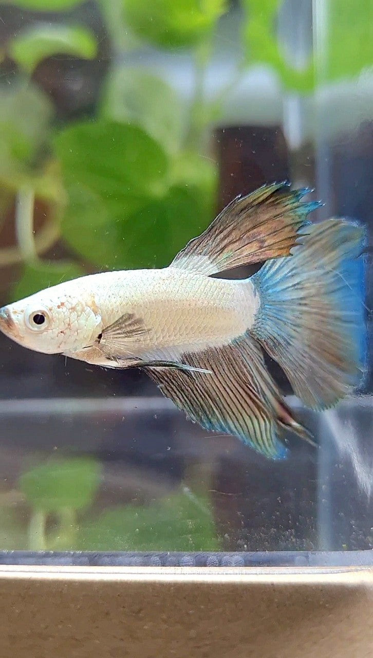 HALFSUN COPPER RIM BICOLOR BETTA FISH