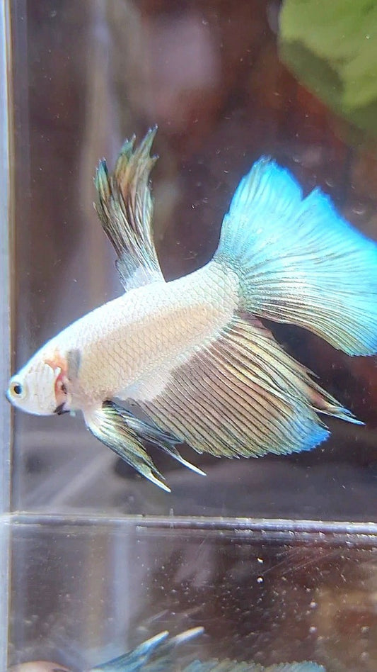 HALFSUN COPPER RIM BICOLOR BETTA FISH