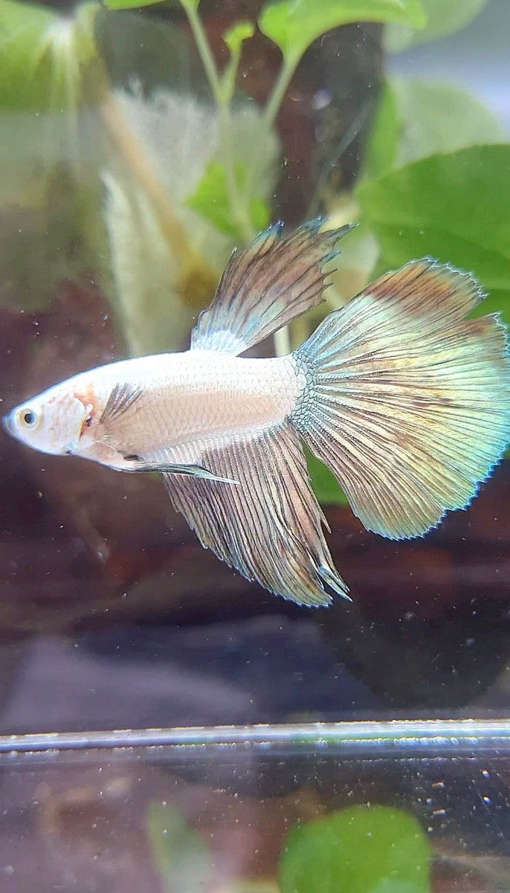 HALFSUN COPPER RIM BICOLOR BETTA FISH
