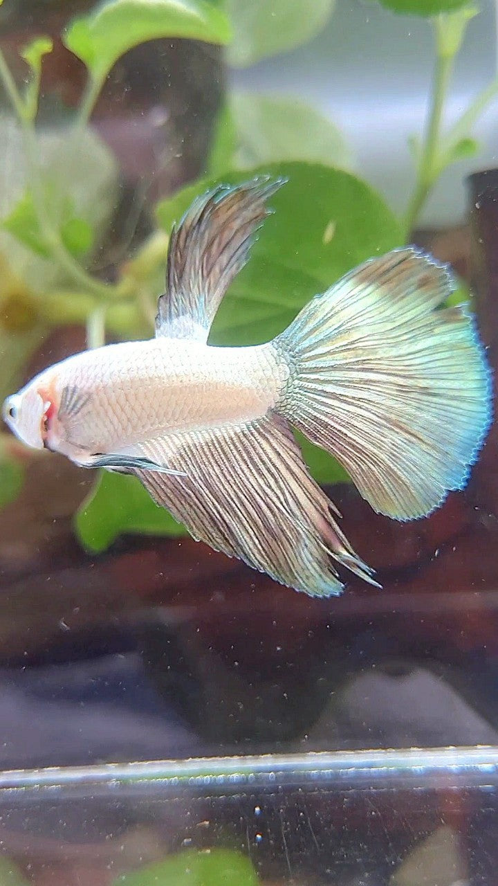 HALFSUN COPPER RIM BICOLOR BETTA FISH