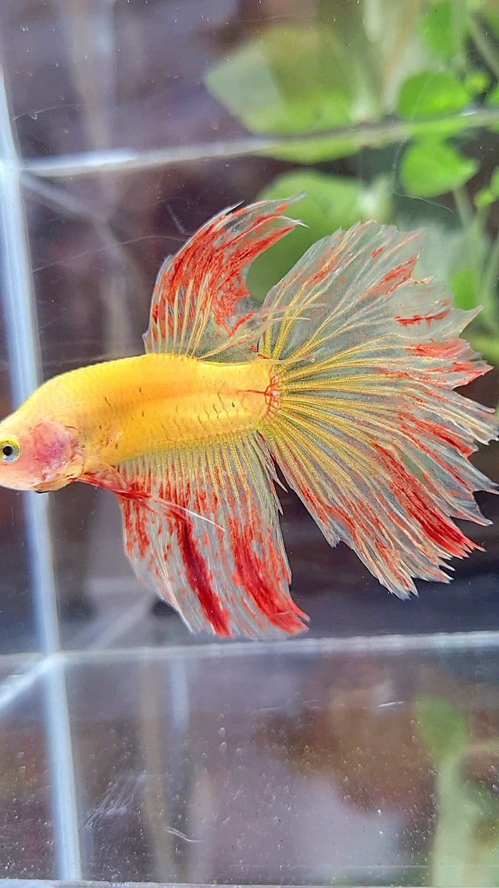 HALFMOON ROSETAIL SUPER VANDA YELLOW BETTA FISH
