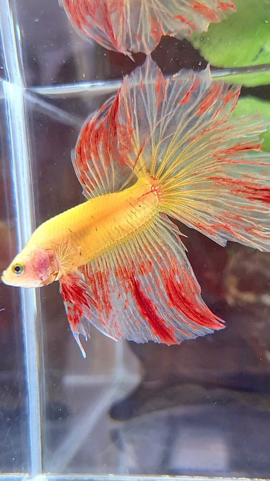 HALFMOON ROSETAIL SUPER VANDA YELLOW BETTA FISH