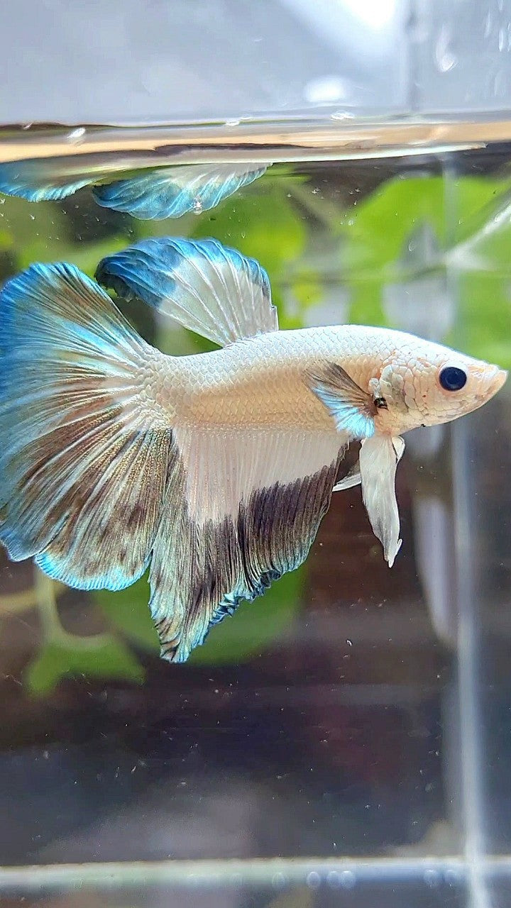 HALFMOON COPPER RIM BUTTERFLY PATTERN BETTA FISH