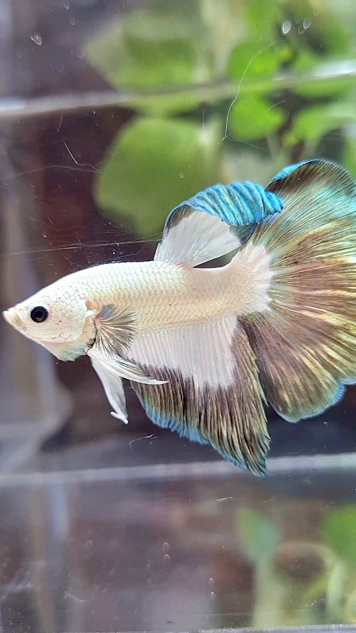 HALFMOON COPPER RIM BUTTERFLY PATTERN BETTA FISH