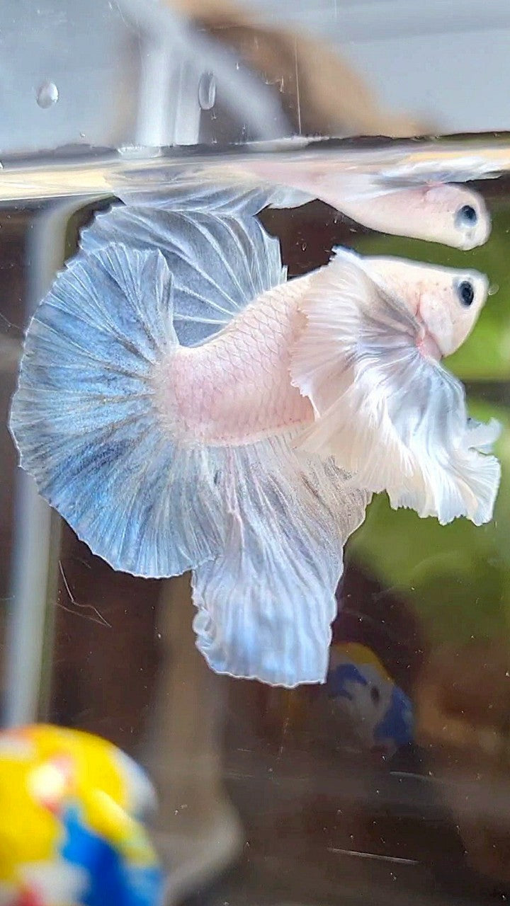 HMPK SUPER DUMBO EAR BLUE LIGHT GRIZZLE BETTA FISH