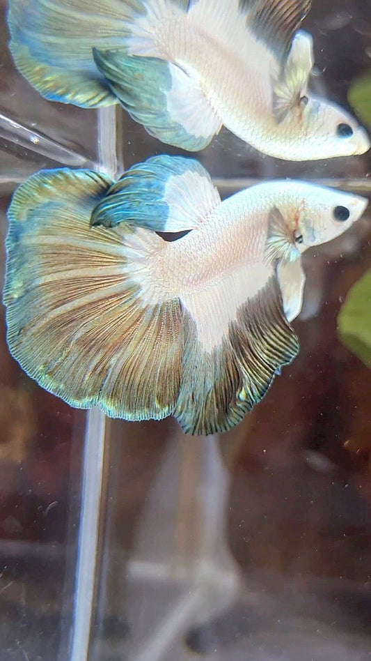 HALFMOON COPPER RIM BUTTERFLY PATTERN BETTA FISH