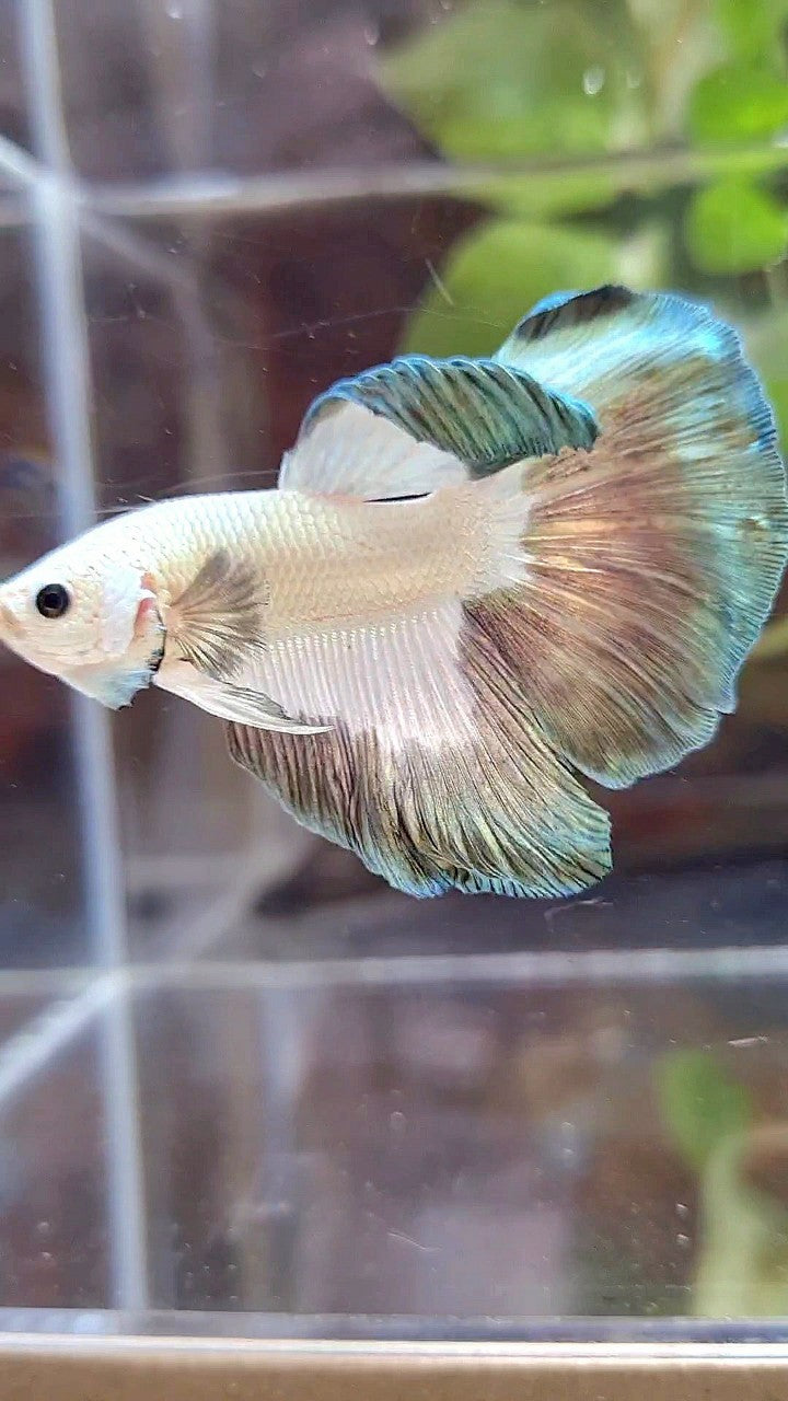 HALFMOON COPPER RIM BUTTERFLY PATTERN BETTA FISH