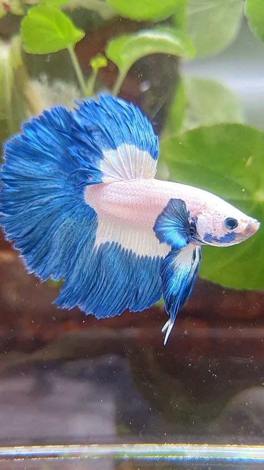 HALFMOON ROSETAIL BLUE RIM PATTERN BETTA FISH
