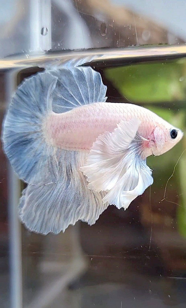 HMPK SUPER DUMBO EAR BLUE LIGHT GRIZZLE BETTA FISH