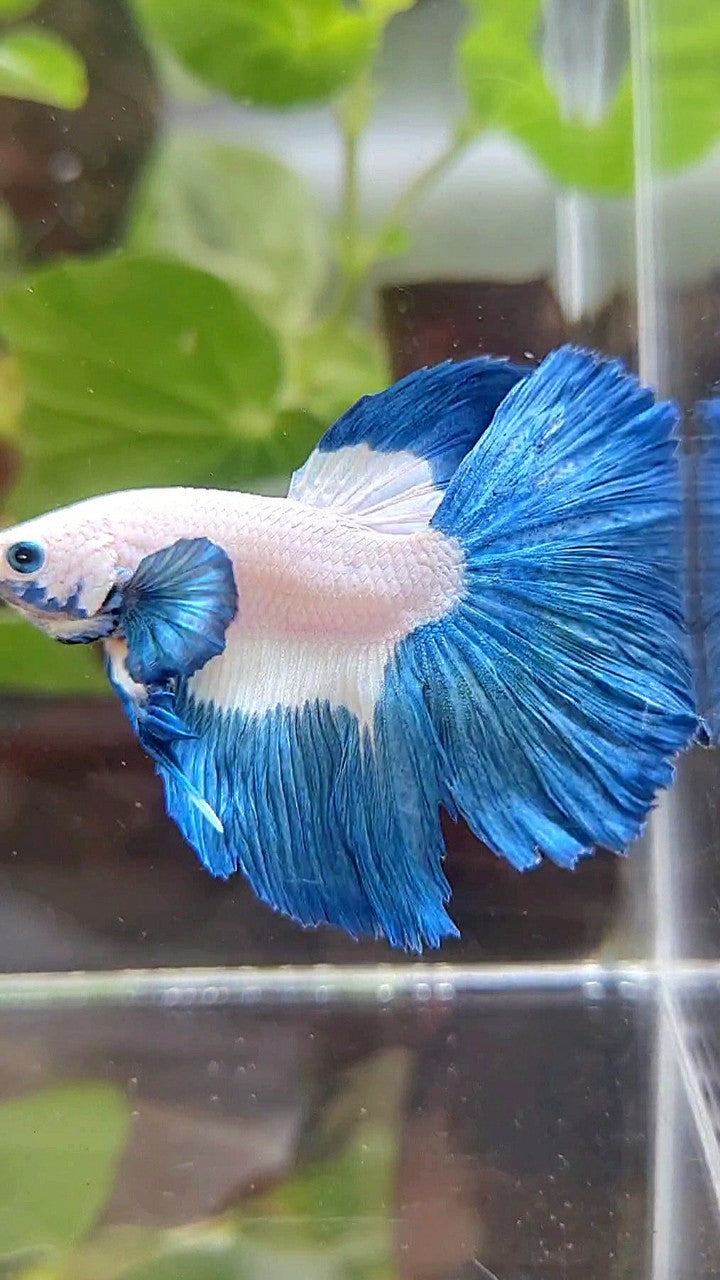 HALFMOON ROSETAIL BLUE RIM PATTERN BETTA FISH
