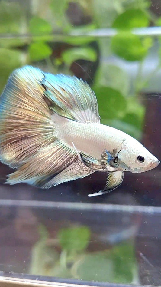 HALFMOON COPPER RIM BICOLOR BETTA FISH