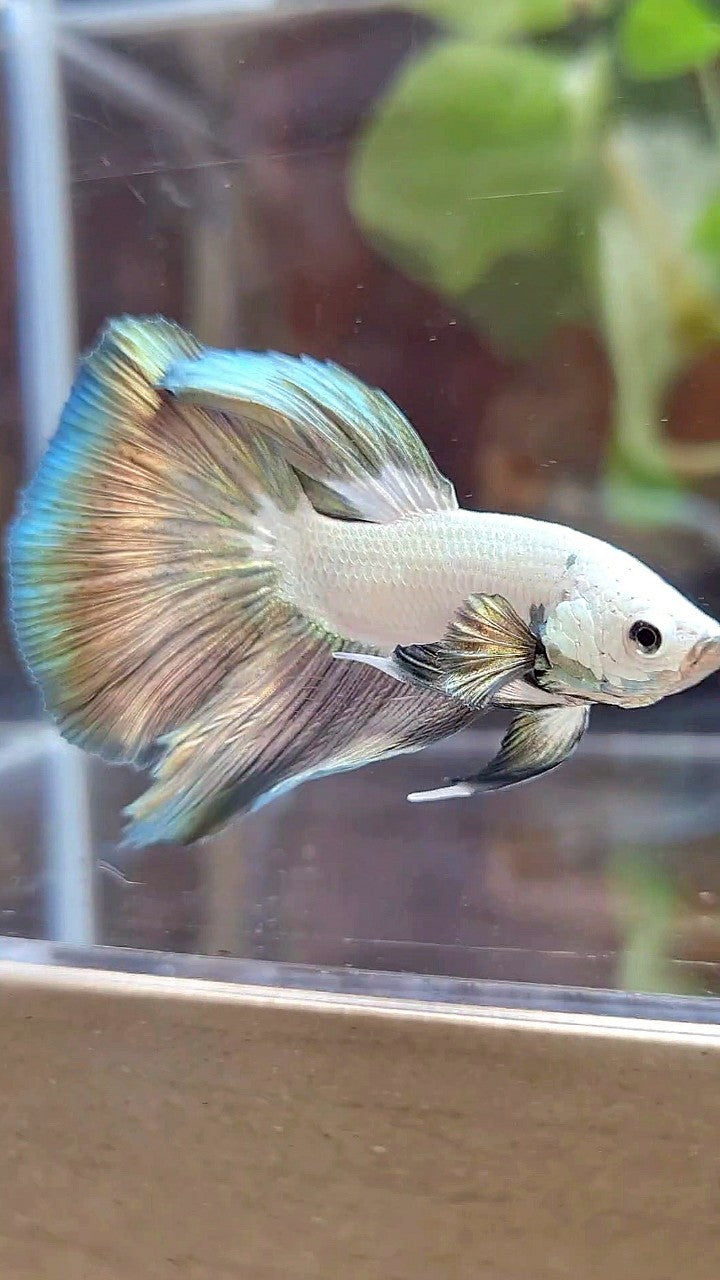 HALFMOON COPPER RIM BICOLOR BETTA FISH