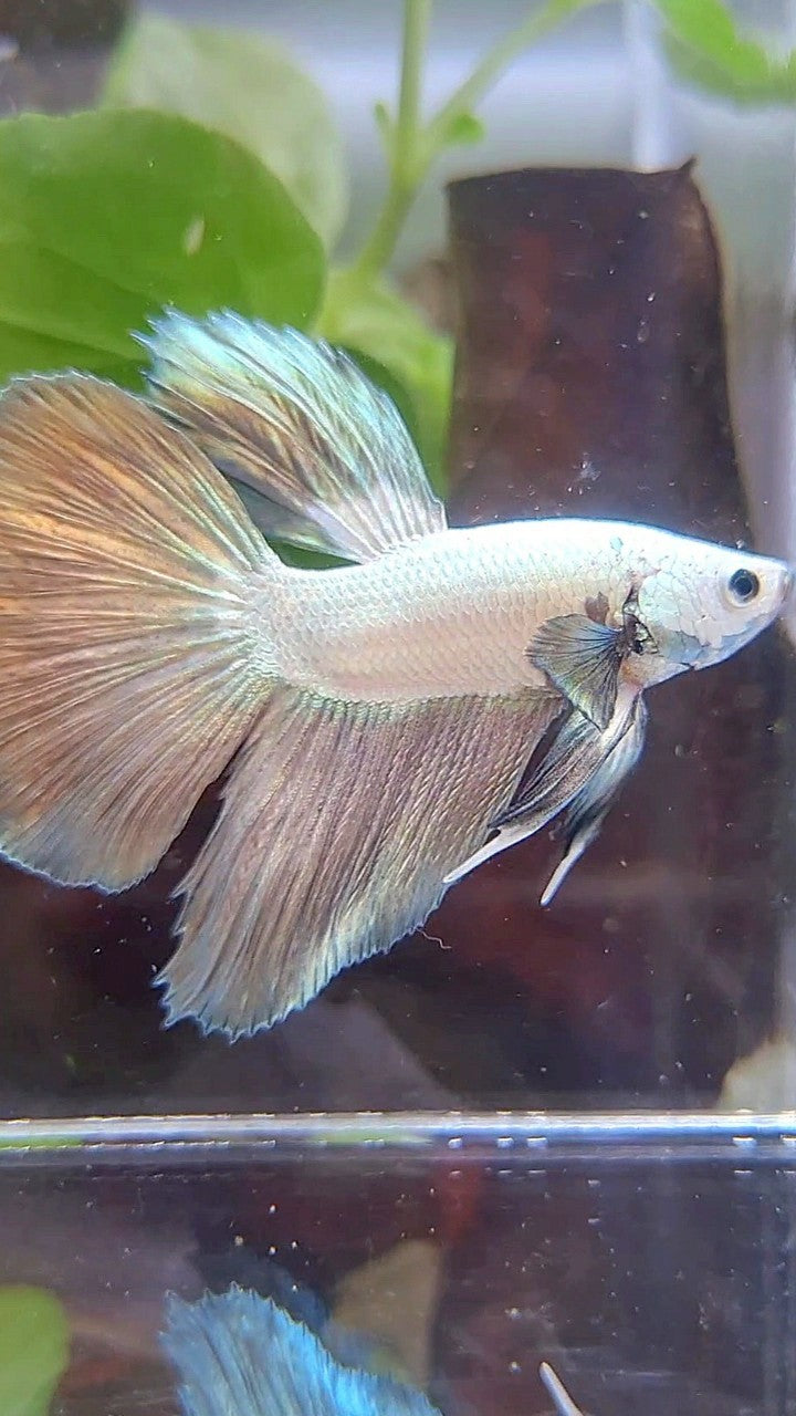 HALFMOON COPPER RIM BICOLOR BETTA FISH