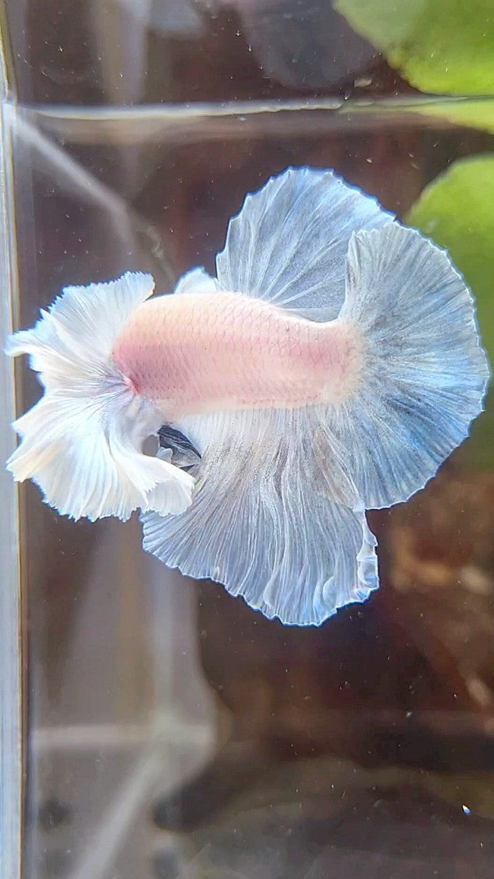 HMPK SUPER DUMBO EAR BLUE LIGHT GRIZZLE BETTA FISH