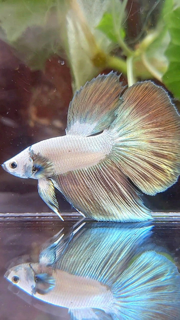 HALFMOON COPPER RIM BICOLOR BETTA FISH