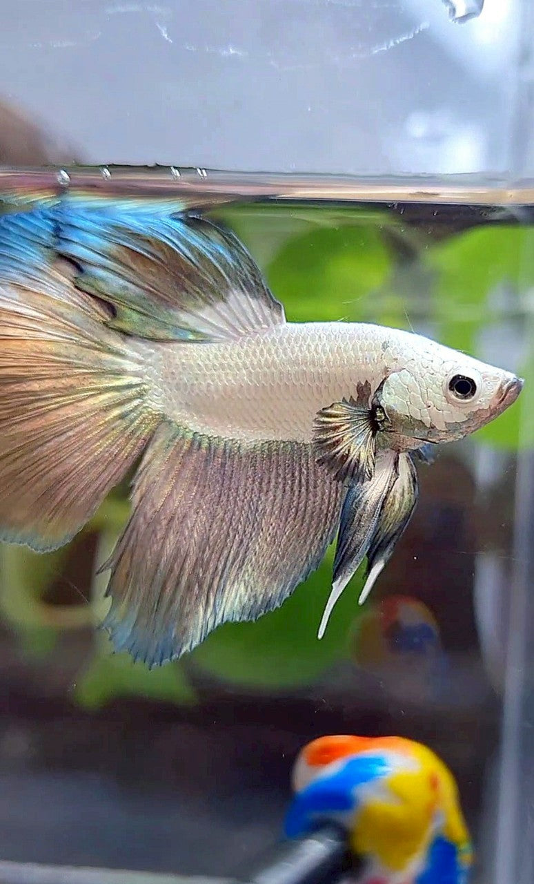 HALFMOON COPPER RIM BICOLOR BETTA FISH