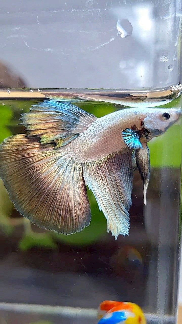HALFMOON COPPER RIM BICOLOR BETTA FISH