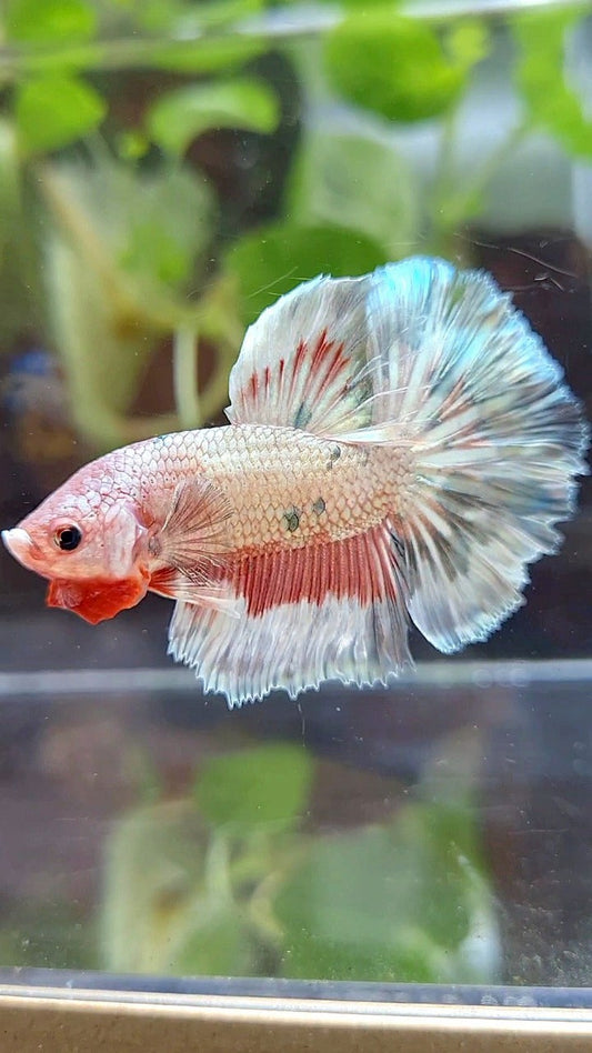 HALFMOON ROSETAIL COPPER RIM MARBLE FLAMINGGO PATTERN BETTA FISH