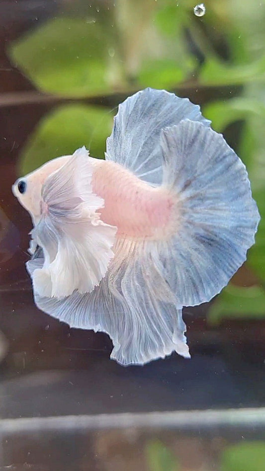HMPK SUPER DUMBO EAR BLUE LIGHT GRIZZLE BETTA FISH
