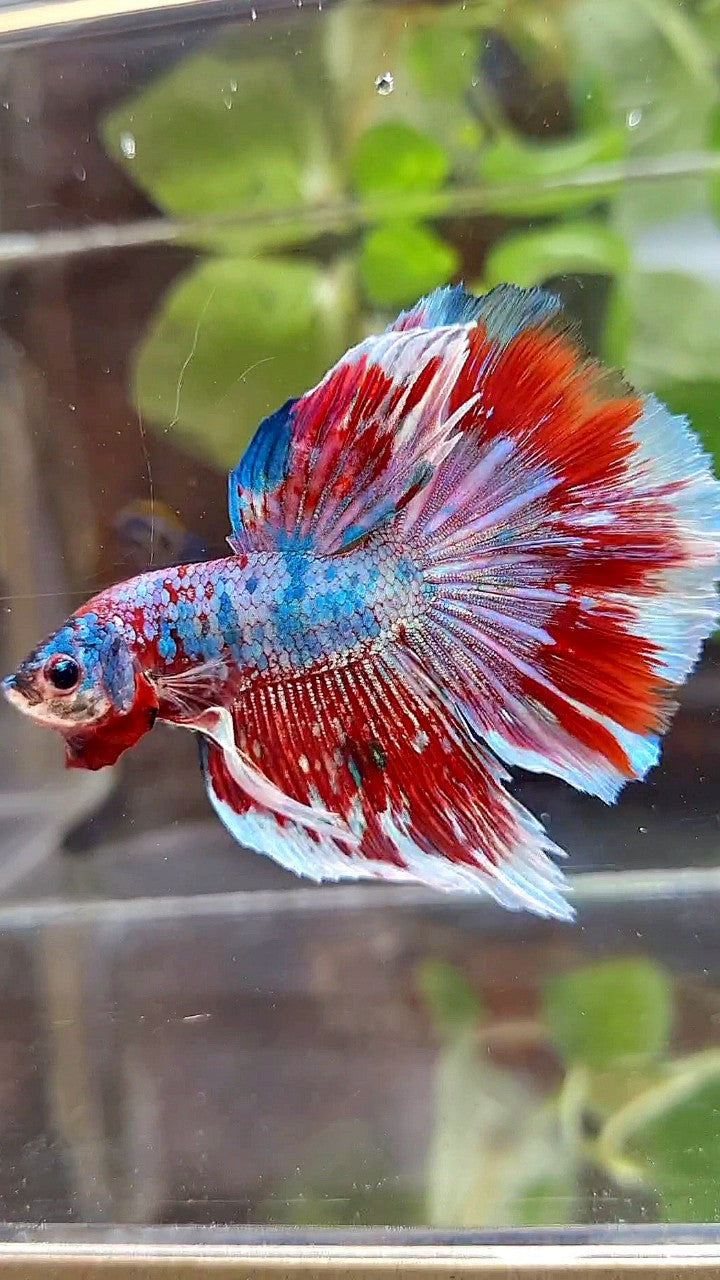 HALFMOON ROSETAIL BARONGSAI RED WHITE GALAXY MULTICOLOR BETTA FISH