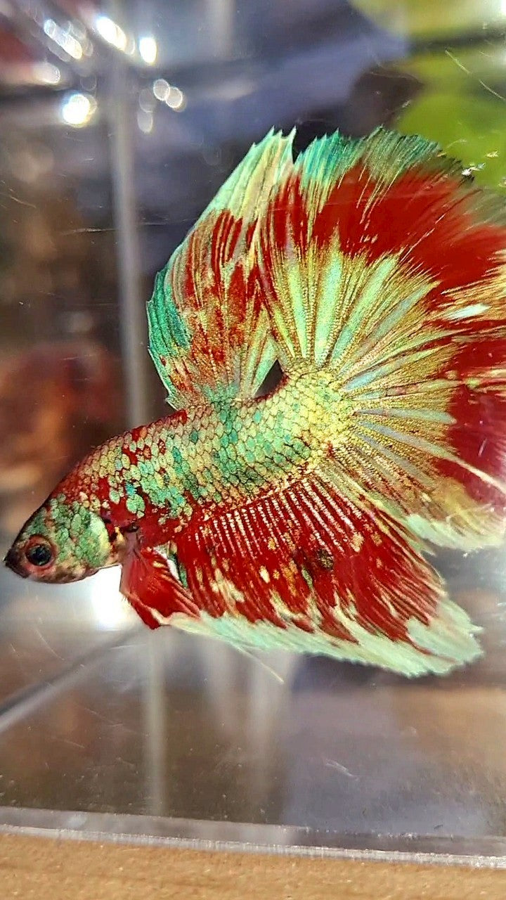 HALFMOON ROSETAIL BARONGSAI RED WHITE GALAXY MULTICOLOR BETTA FISH