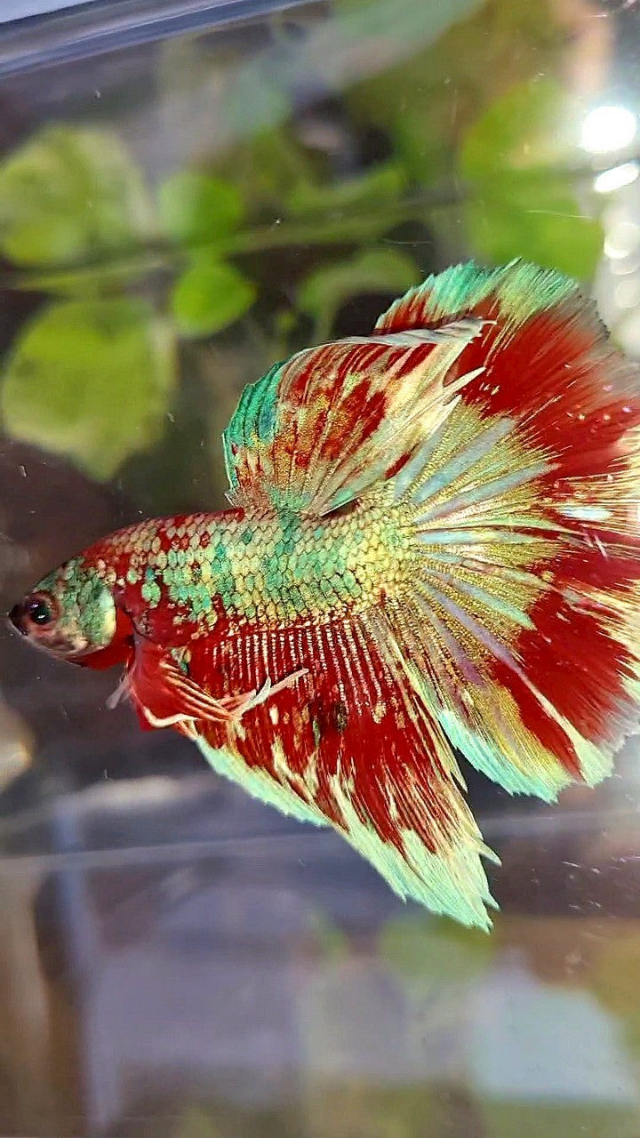 HALFMOON ROSETAIL BARONGSAI RED WHITE GALAXY MULTICOLOR BETTA FISH