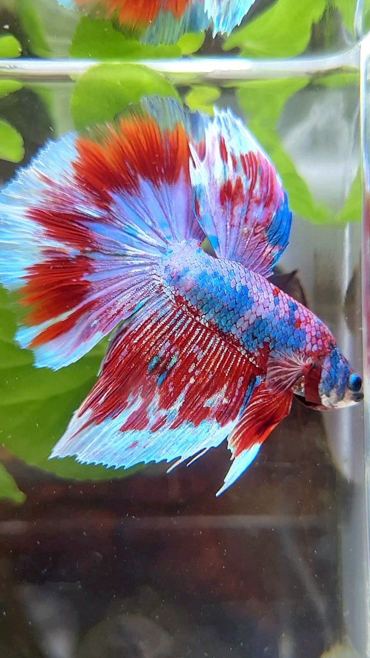 HALFMOON ROSETAIL BARONGSAI RED WHITE GALAXY MULTICOLOR BETTA FISH