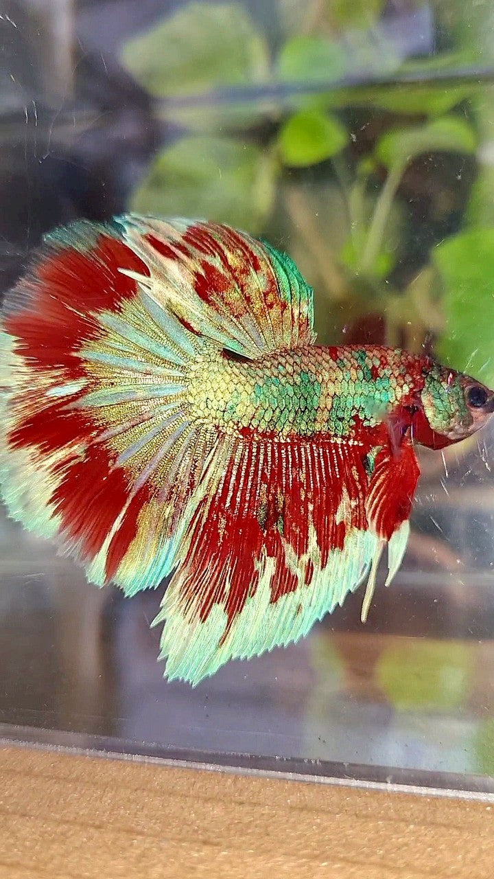HALFMOON ROSETAIL BARONGSAI RED WHITE GALAXY MULTICOLOR BETTA FISH