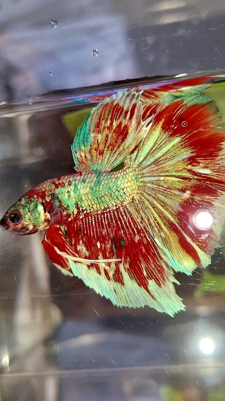HALFMOON ROSETAIL BARONGSAI RED WHITE GALAXY MULTICOLOR BETTA FISH
