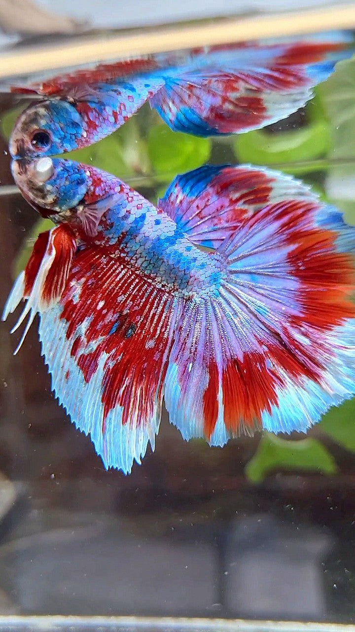HALFMOON ROSETAIL BARONGSAI RED WHITE GALAXY MULTICOLOR BETTA FISH