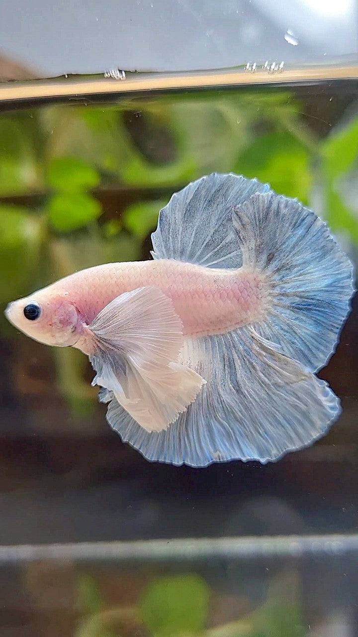 HMPK SUPER DUMBO EAR BLUE LIGHT GRIZZLE BETTA FISH