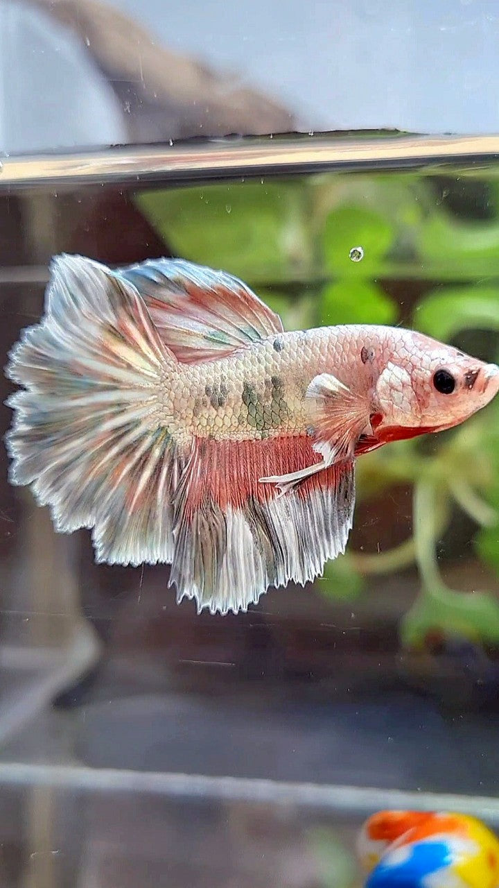 HALFMOON ROSETAIL COPPER RIM MARBLE FLAMINGGO PATTERN BETTA FISH