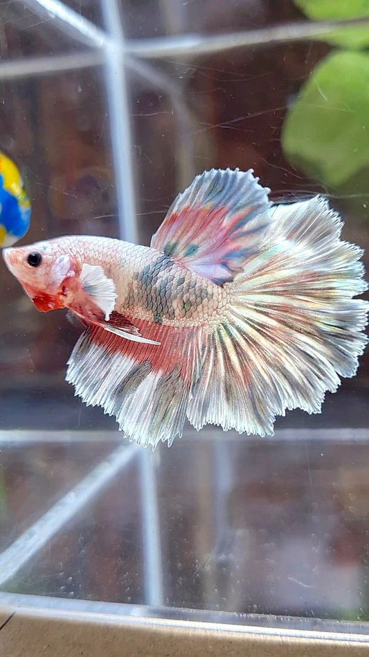 HALFMOON ROSETAIL COPPER RIM MARBLE FLAMINGGO PATTERN BETTA FISH