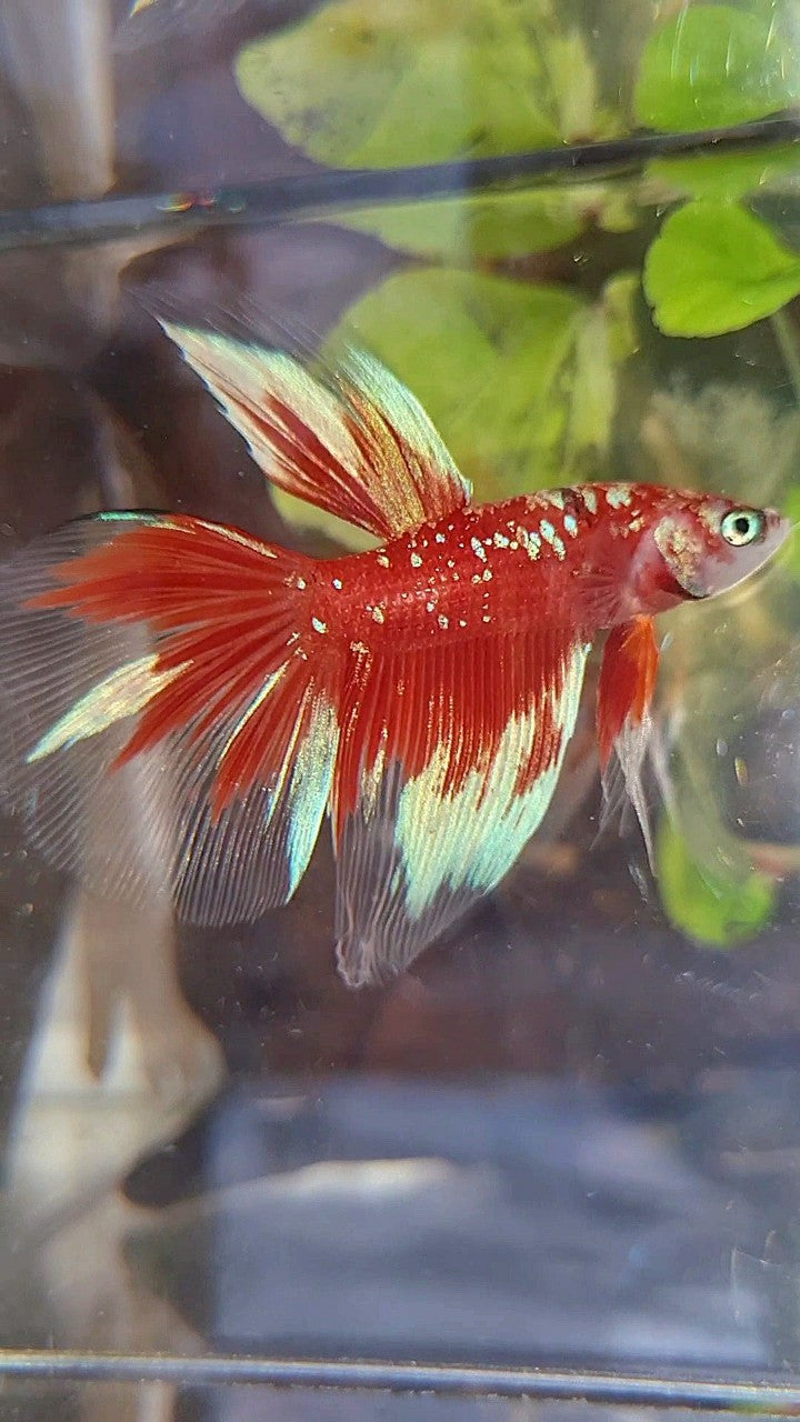 HALFMOON RED PURPLE GALAX RPG BETTA FISH