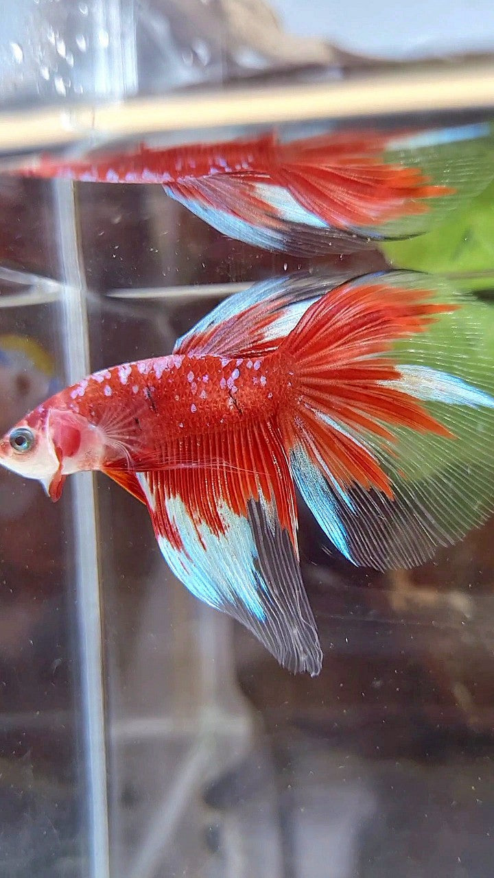 HALFMOON RED PURPLE GALAX RPG BETTA FISH
