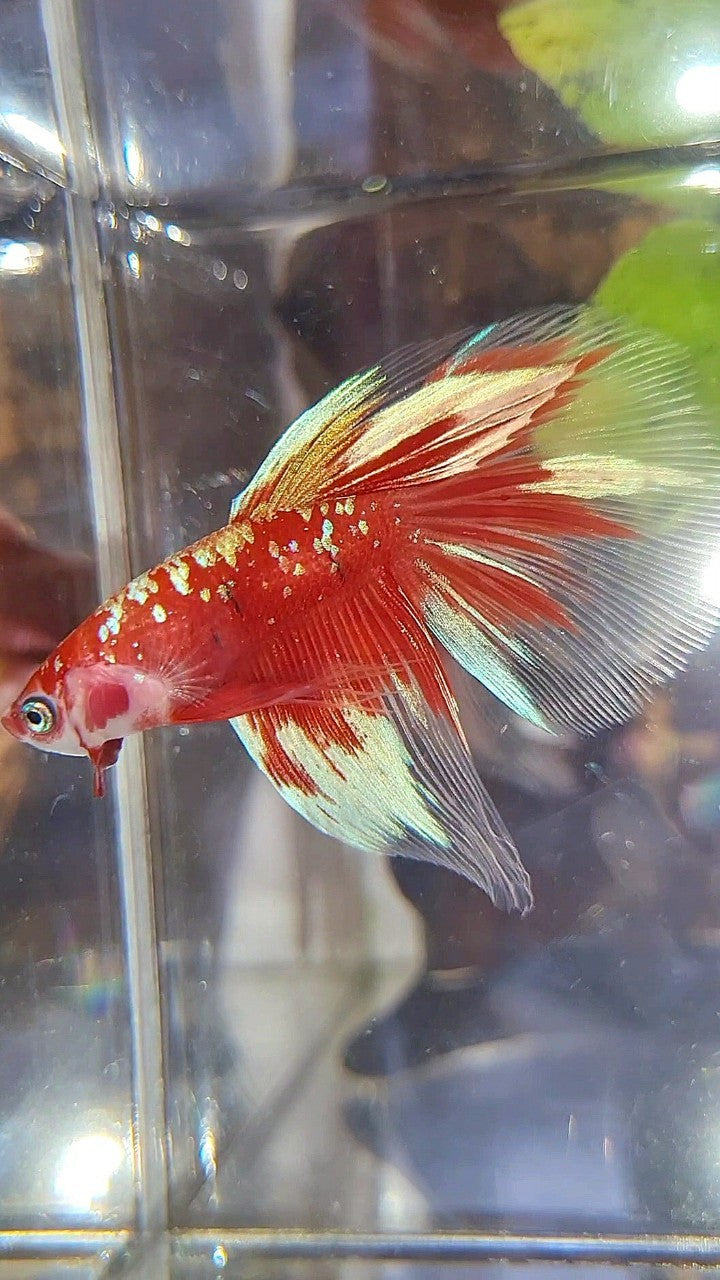 HALFMOON RED PURPLE GALAX RPG BETTA FISH
