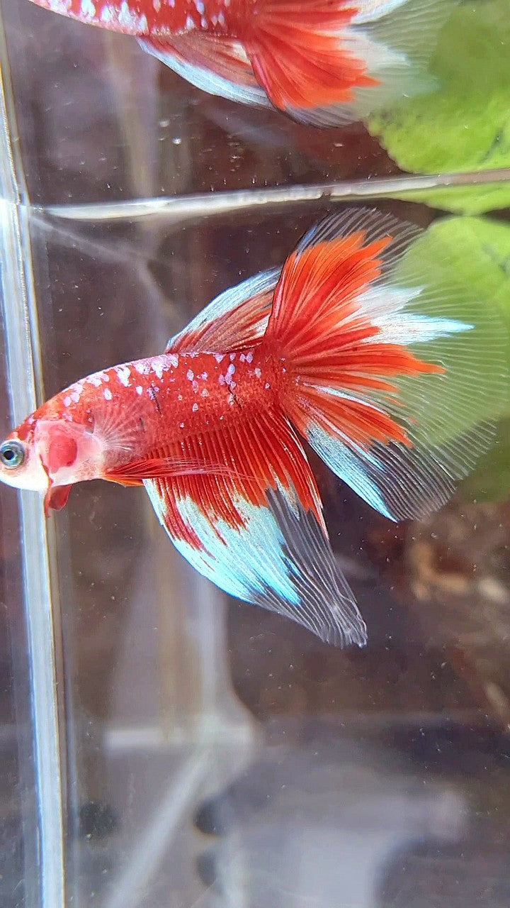 HALFMOON RED PURPLE GALAX RPG BETTA FISH