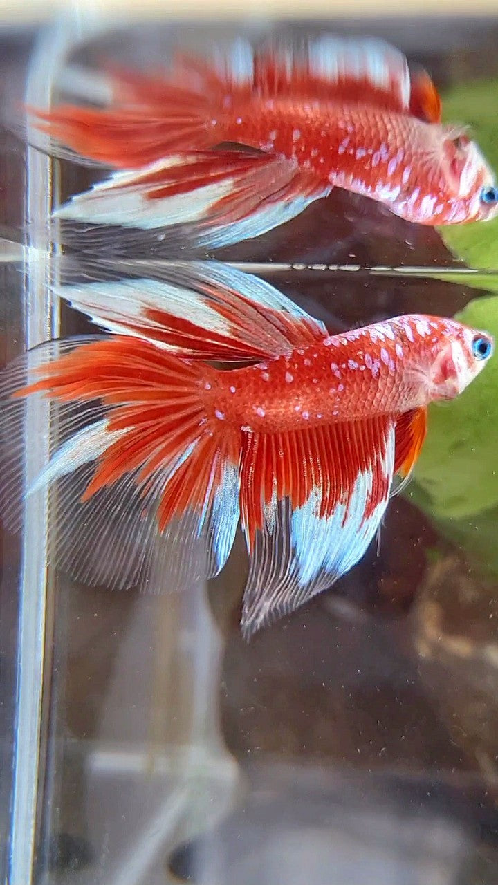 HALFMOON RED PURPLE GALAX RPG BETTA FISH