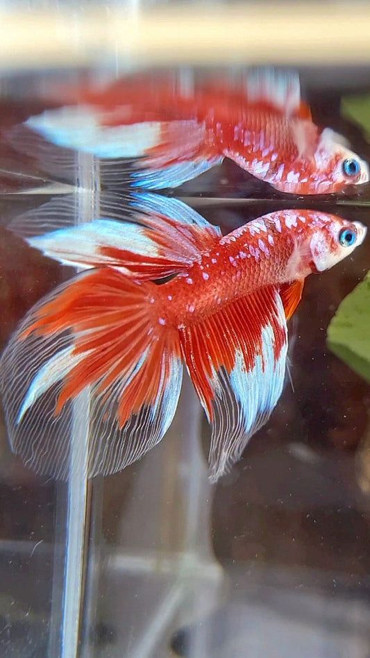 HALFMOON RED PURPLE GALAX RPG BETTA FISH
