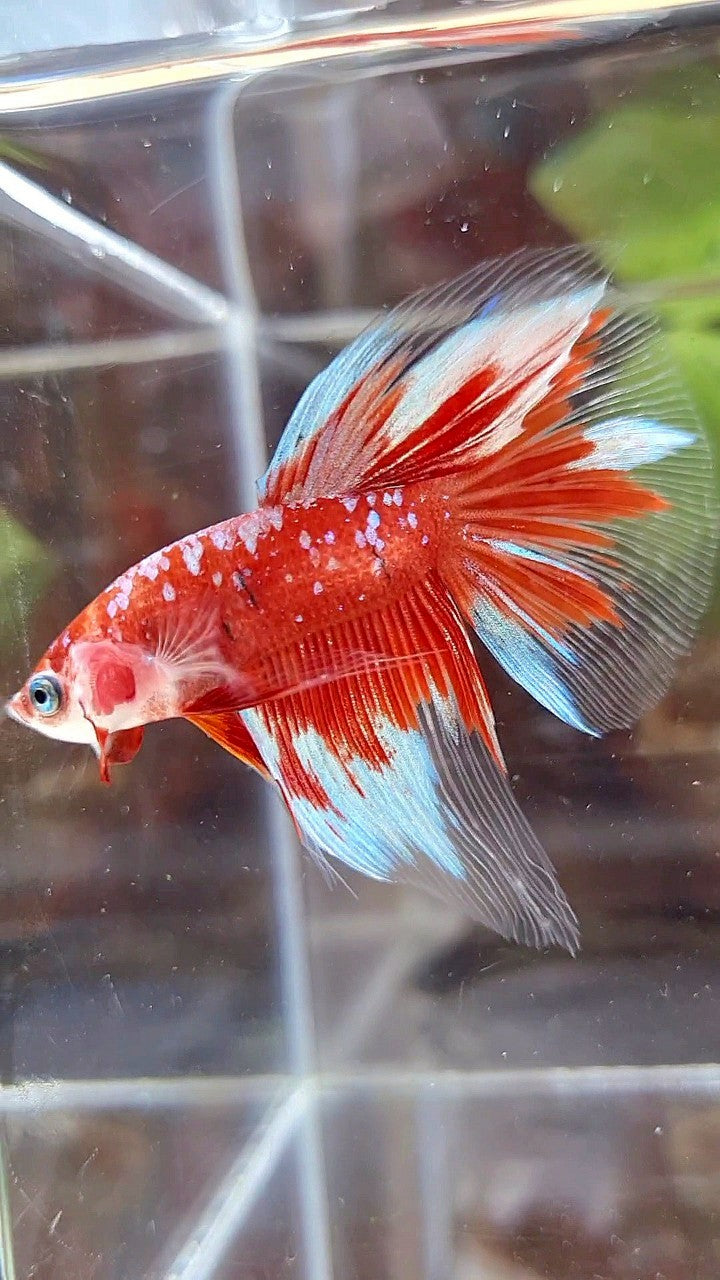 HALFMOON RED PURPLE GALAX RPG BETTA FISH