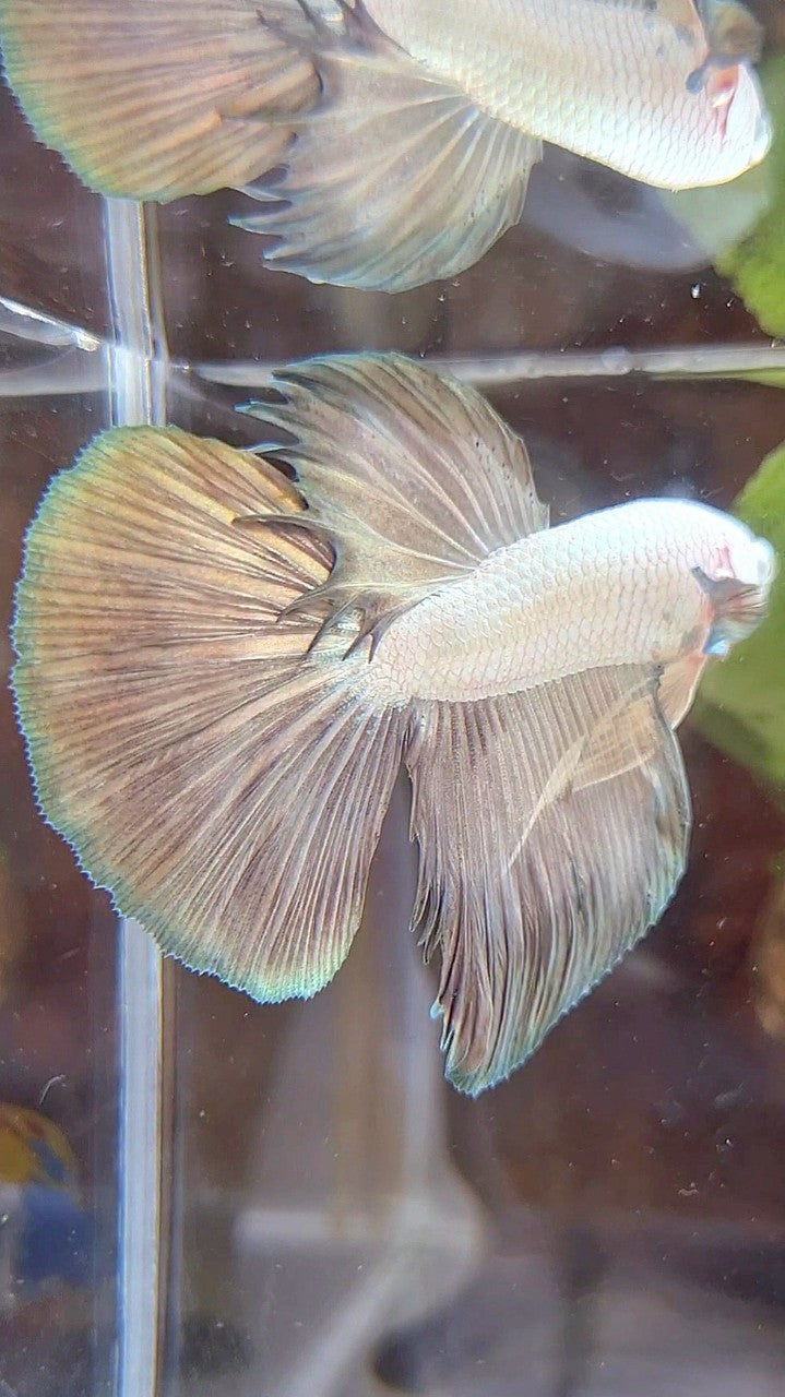 HALFMOON COPPER RIM BICOLOR BETTA FISH
